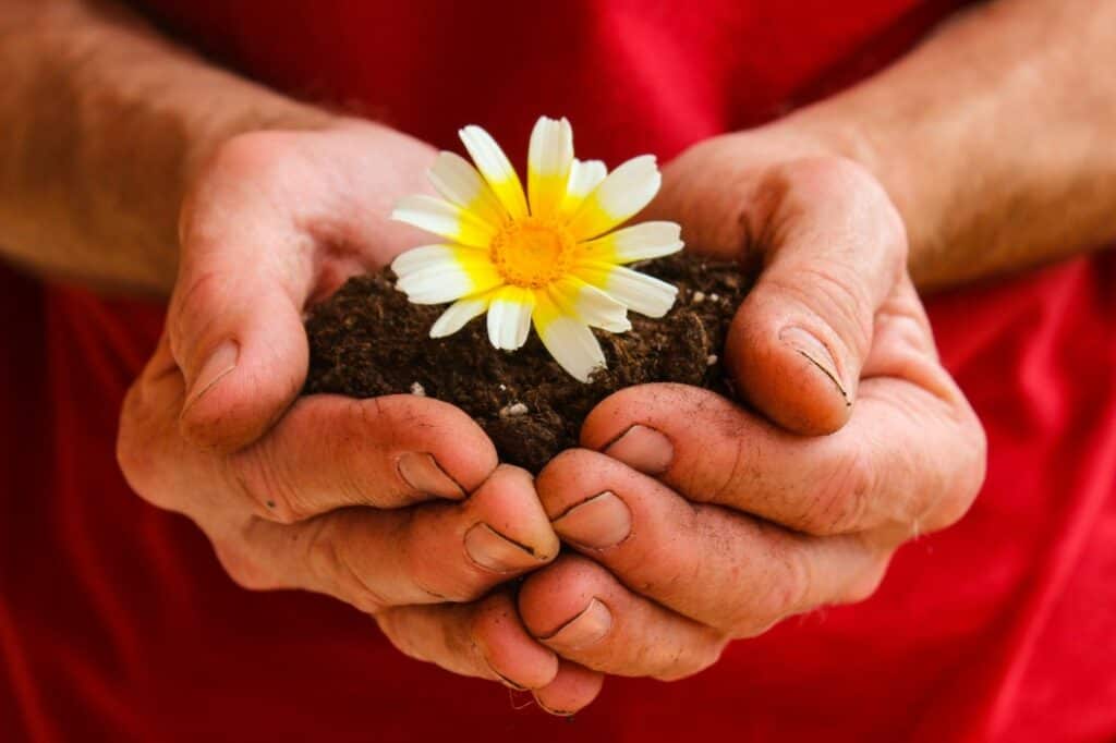 An image of hands holding dirt with yellow flower