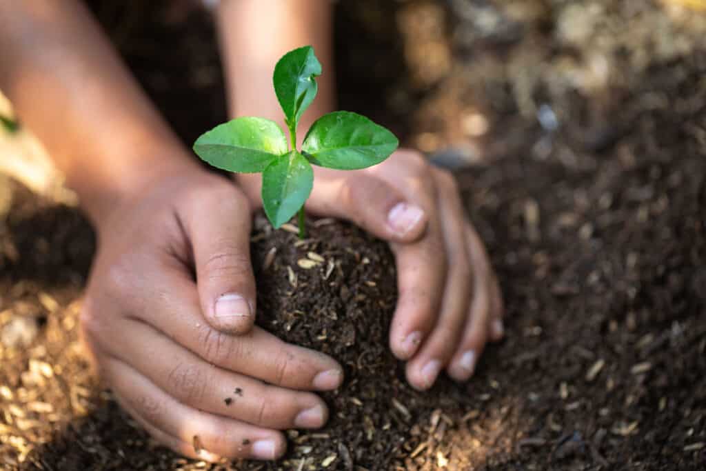 The hands of a teenage boy who is taking care of the growing seedlings on fertile soil.Natural care concepts and world preservation, global warming reduction. World Environment Day.