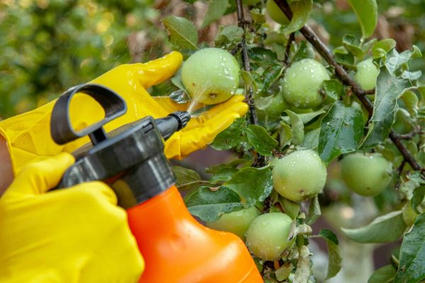 Person wearing yellow gloves spraying chemicals on fruit