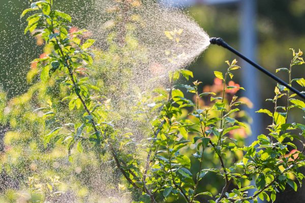 Spraying water on plants